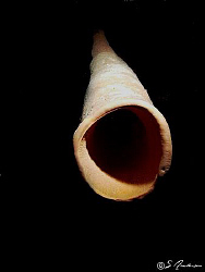 This image of a Stovepipe Sponge was taken during a dive ... by Steven Anderson 